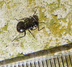Camponotus arminius