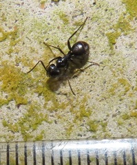 Camponotus arminius