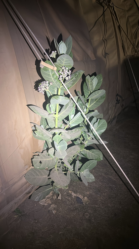 giant milkweed