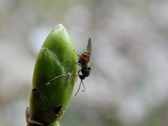 Pediaspis aceris