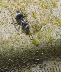 Polyrhachis schlueteri
