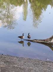 Branta canadensis