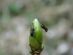 Pediaspis aceris
