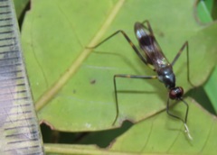 Hybobata fuelleborni