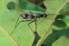 Hybobata fuelleborni