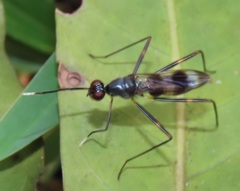 Hybobata fuelleborni