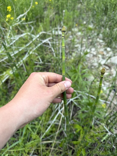 Equisetum × ferrissii, photograph 4