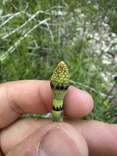 Equisetum × ferrissii, photograph 3