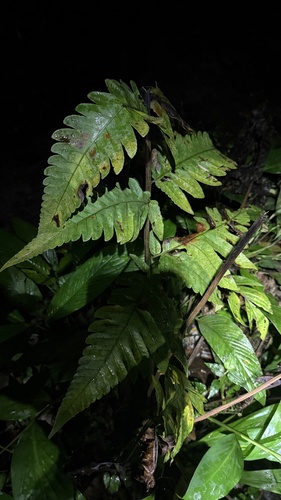Pleocnemia irregularis, photograph 6