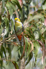 Platycercus eximius x adscitus