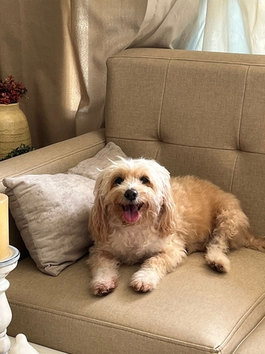 Domestic Dog