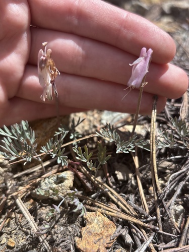 Dicentra pauciflora, photograph 2