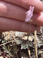Dicentra pauciflora