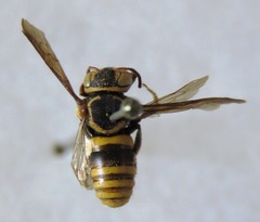 Hypanthidium