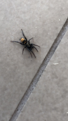 Latonigena