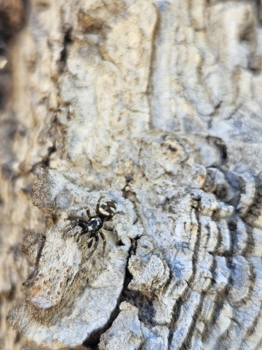 Zebra Jumping Spider