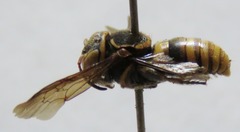 Hypanthidium