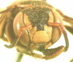 Hypanthidium