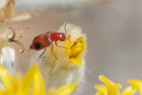 Attalus serraticornis
