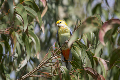 Platycercus eximius x adscitus
