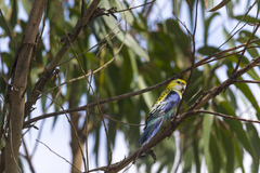 Platycercus eximius x adscitus