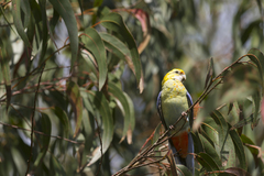 Platycercus eximius x adscitus