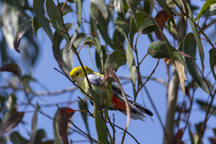 Platycercus eximius x adscitus