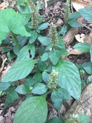 Lepidagathis alopecuroidea