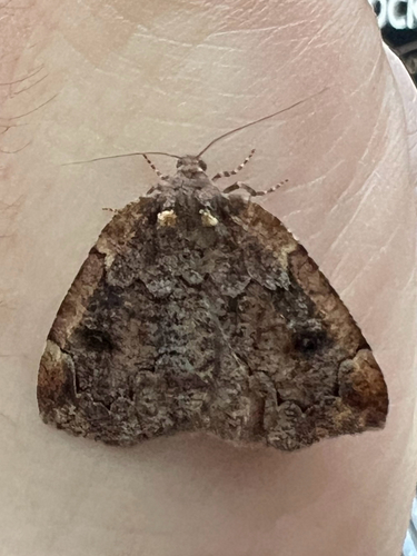 Spodolepis substriataria