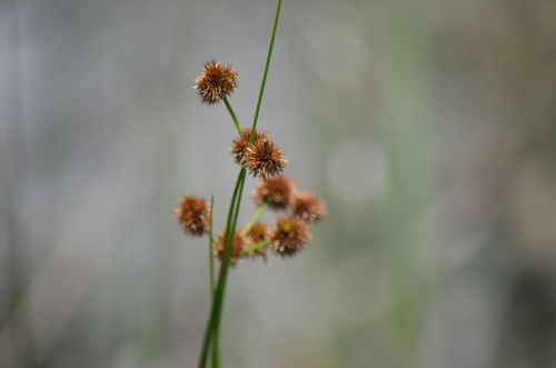 Juncus megacephalus, photograph 3