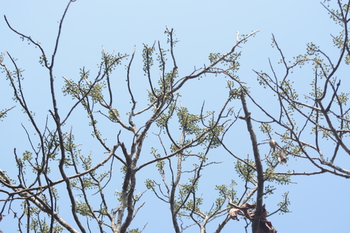 Image of Dillenia pentagyna by no rights reserved