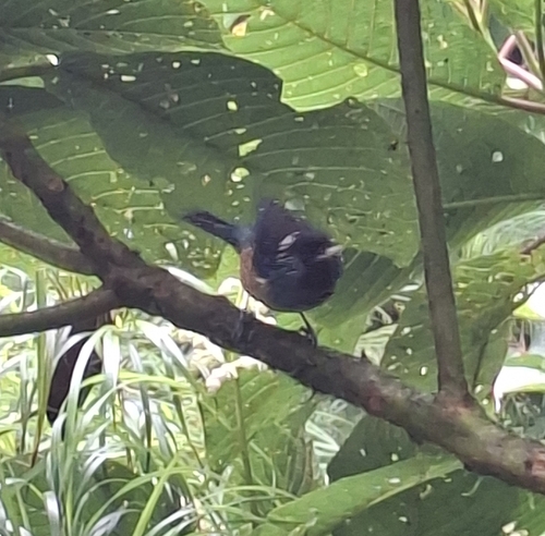 Spangle-cheeked Tanager (Tangara dowii), photo 4