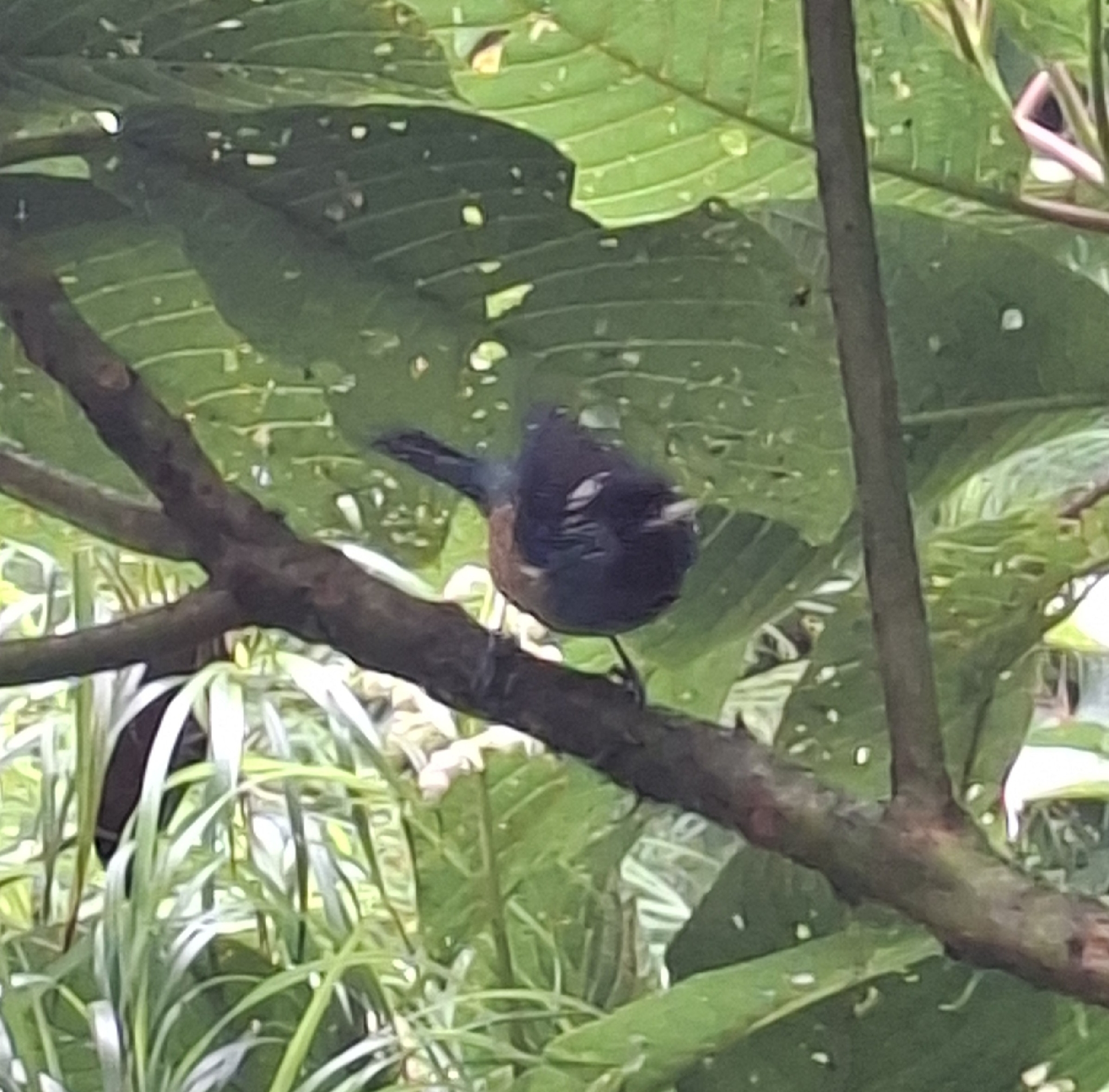 Spangle-cheeked Tanager (Tangara dowii), photo 2