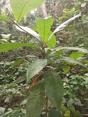Cordia sulcata