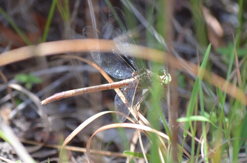 Gray-green Clubtail photo 6