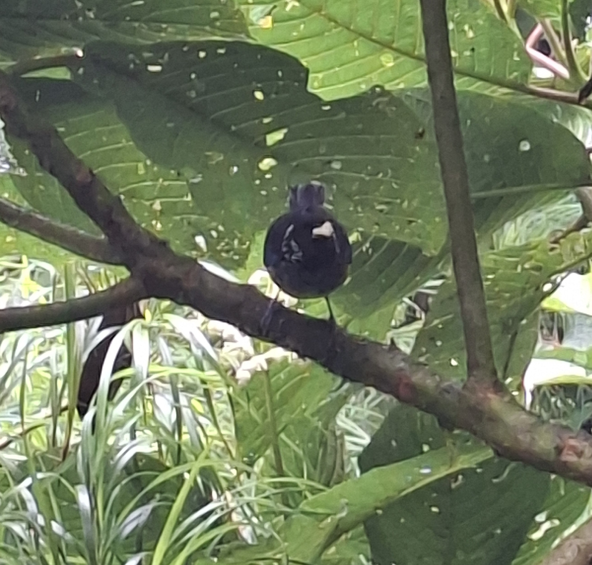 Spangle-cheeked Tanager (Tangara dowii), photo 3