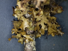 Tuckermanopsis americana