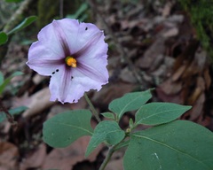 Lycianthes ciliolata