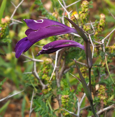 Gladiolus atroviolaceus