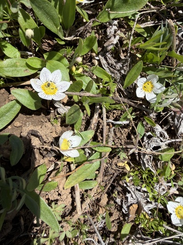 Hesperochiron pumilus, photograph 4