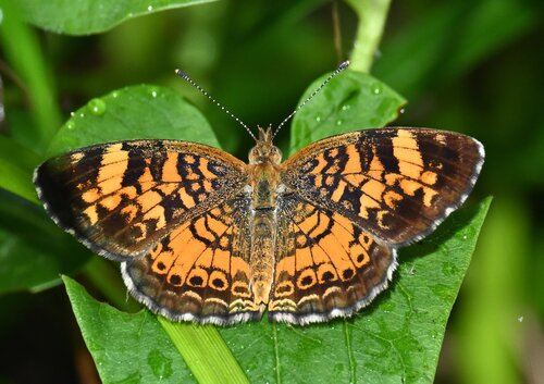 Pearl Crescent photographed in South Carolina
