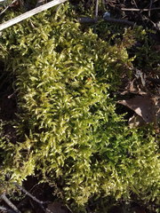 Sciuro-hypnum curtum