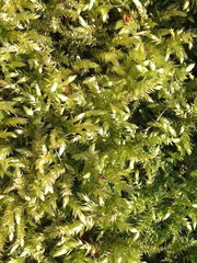 Sciuro-hypnum curtum