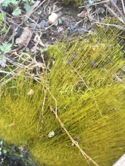 Bryophyta