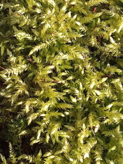 Sciuro-hypnum curtum