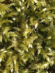 Sciuro-hypnum curtum