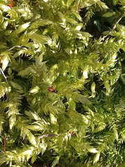 Sciuro-hypnum curtum