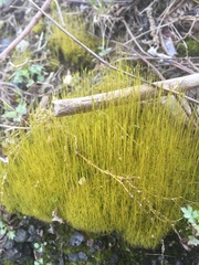 Bryophyta
