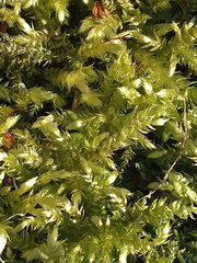 Sciuro-hypnum curtum