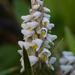 Centipede Grass Orchid - Photo (c) S.MORE, some rights reserved (CC BY-NC), uploaded by S.MORE